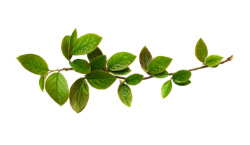 Leaves